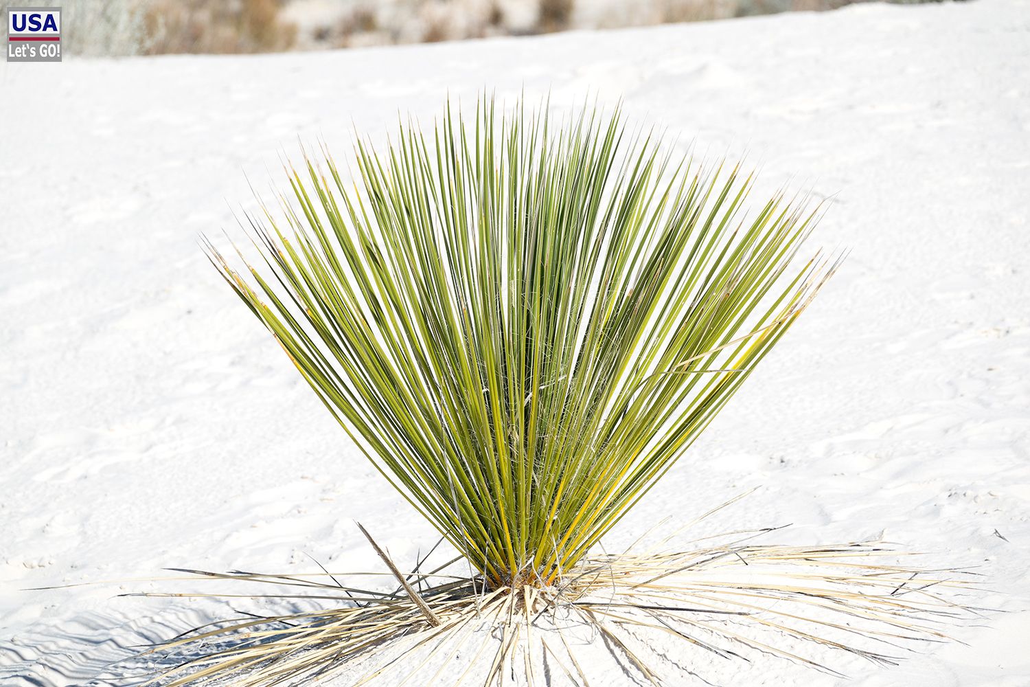 White Sands National Monument Interdunes Boardwalk