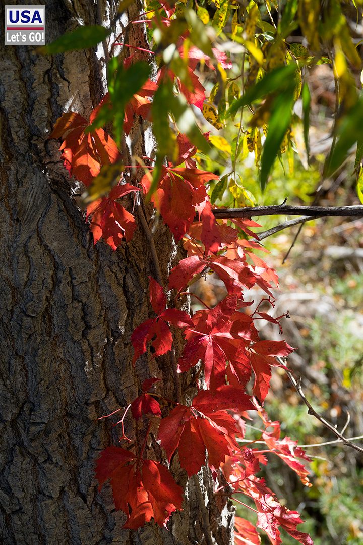 Gila Cliff Dwellings National Monument