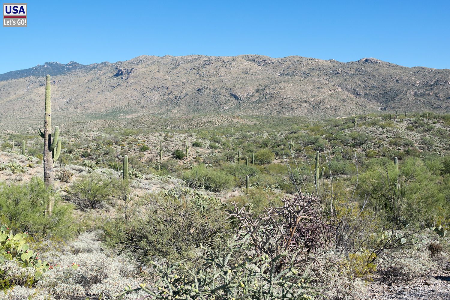 Saguaro National Park Cactus Forest Loop Drive