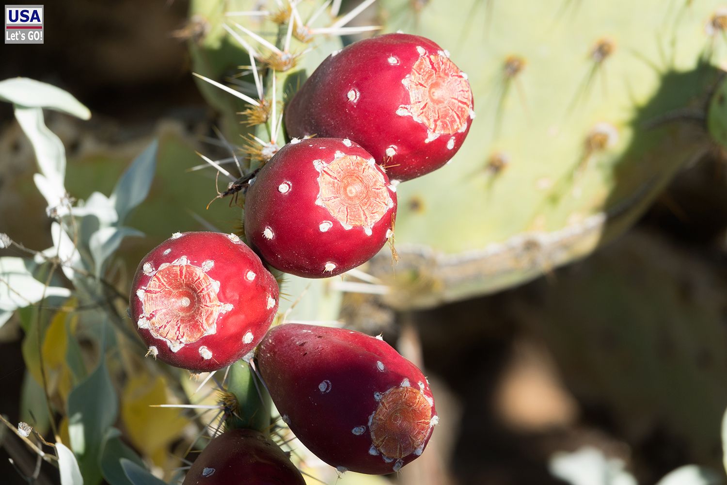 Saguaro National Park Cactus Forest Loop Drive