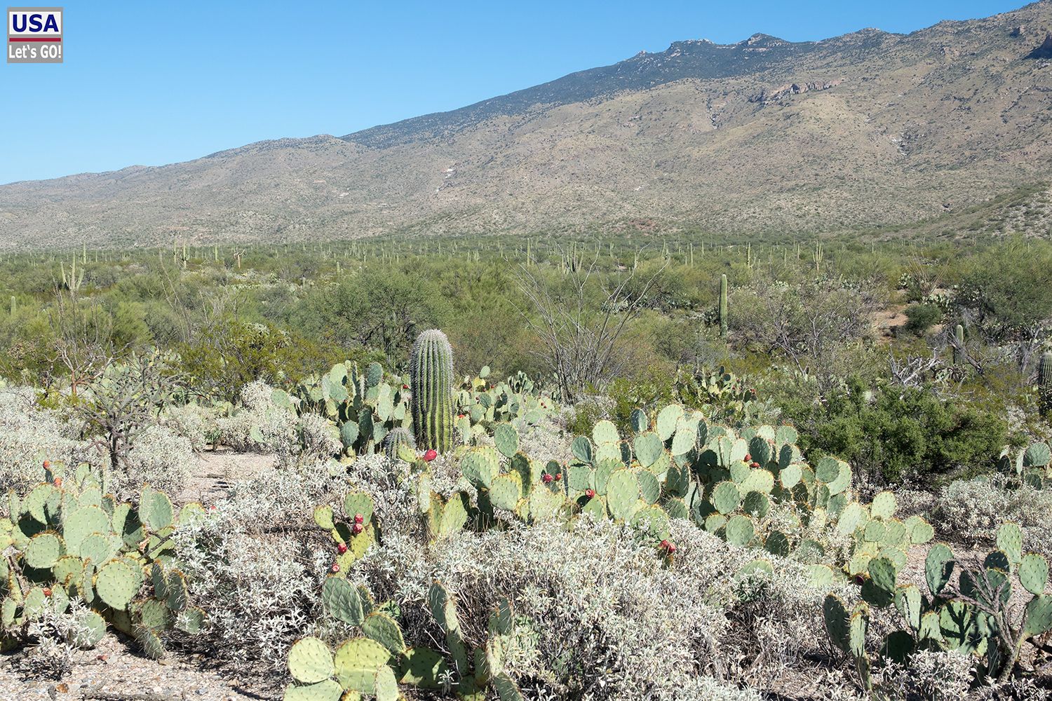 Saguaro National Park Cactus Forest Loop Drive