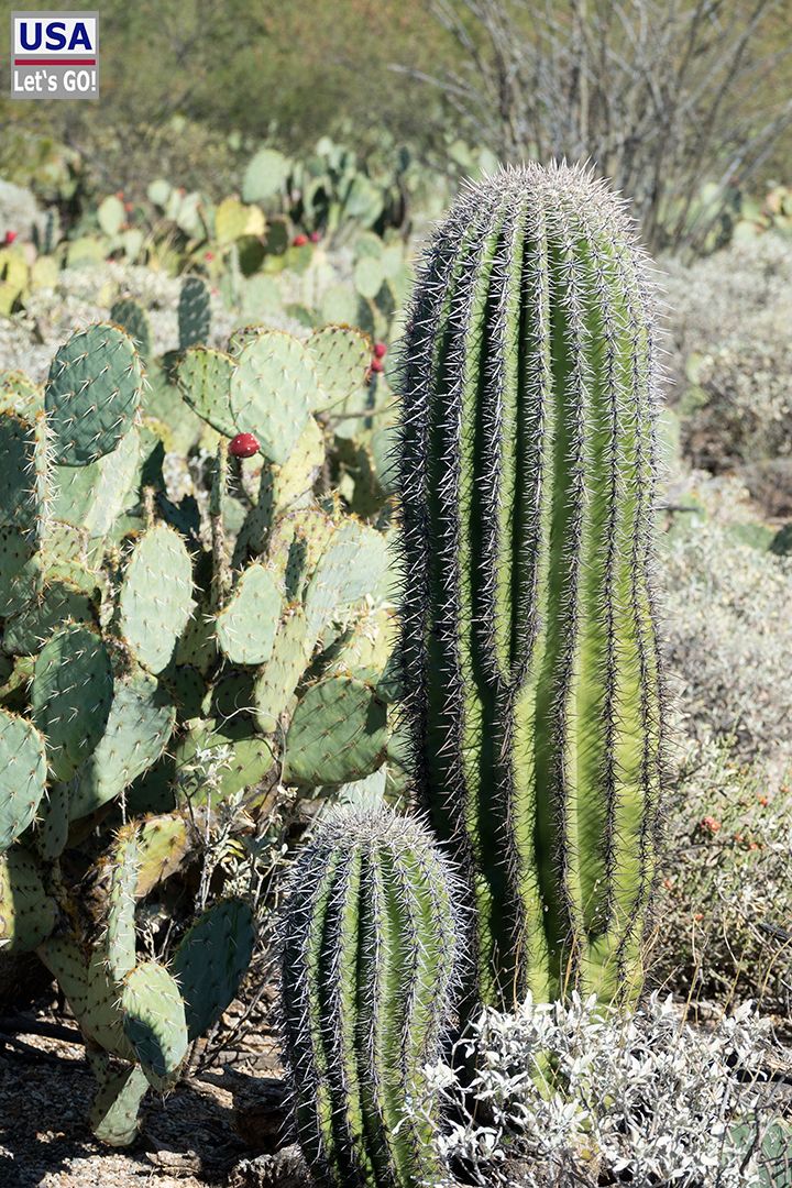 Saguaro National Park Cactus Forest Loop Drive