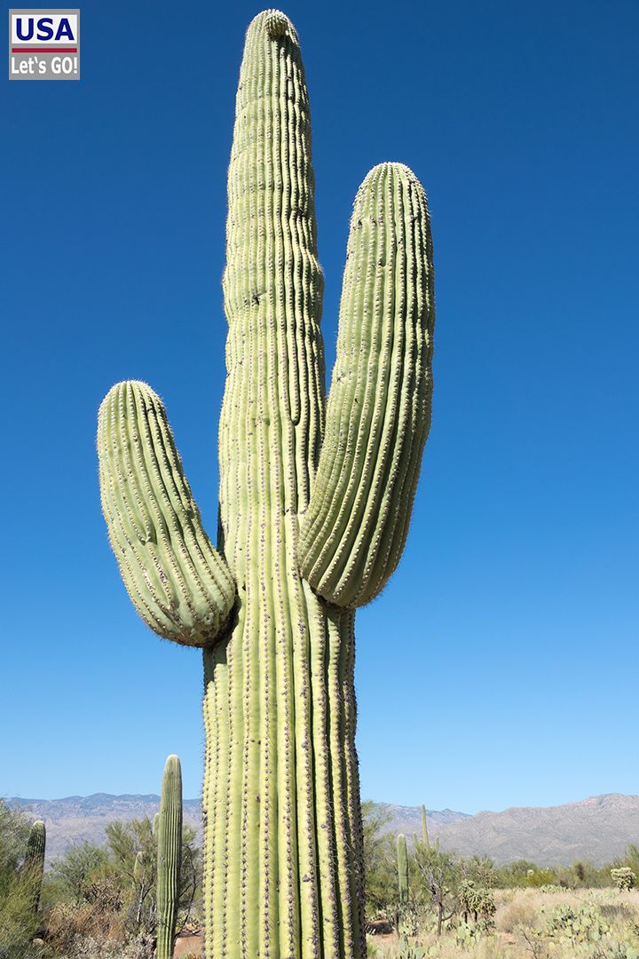 Saguaro National Park Cactus Forest Loop Drive