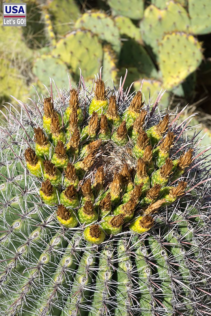Saguaro National Park Cactus Forest Loop Drive