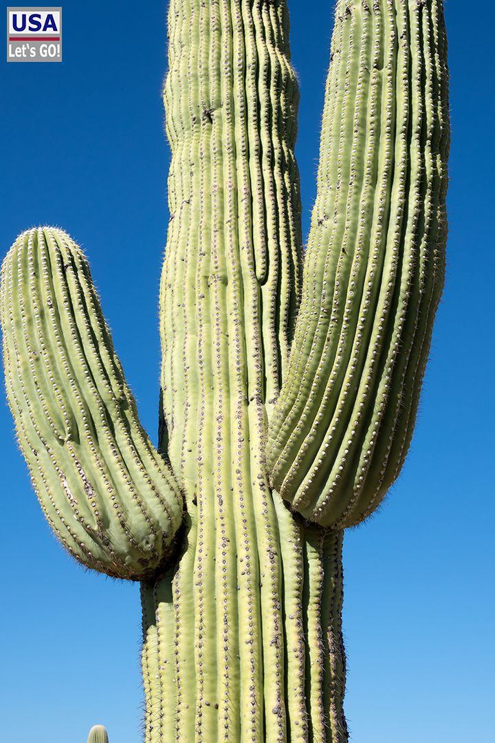 Saguaro National Park Cactus Forest Loop Drive