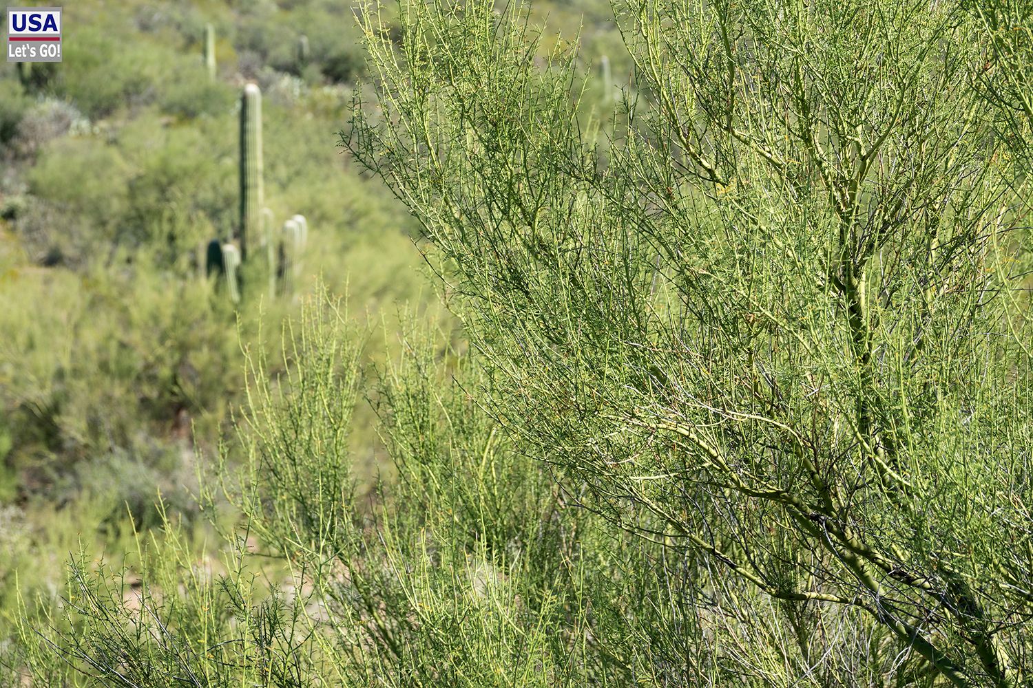 Saguaro National Park Cactus Forest Loop Drive