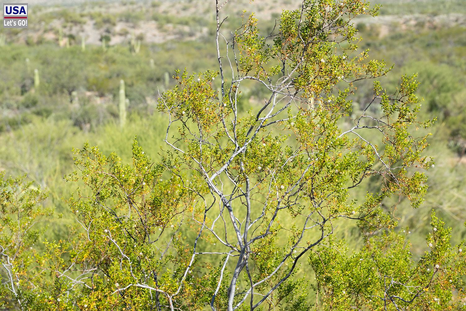 Saguaro National Park Cactus Forest Loop Drive
