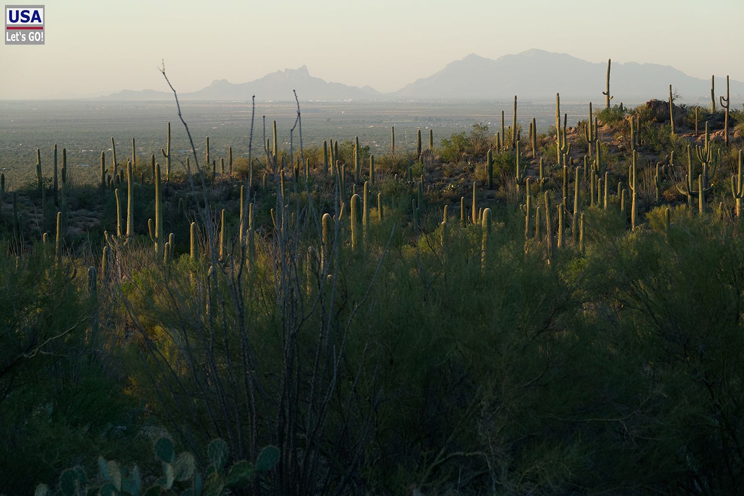 Saguaro National Park Bajada Loop Drive