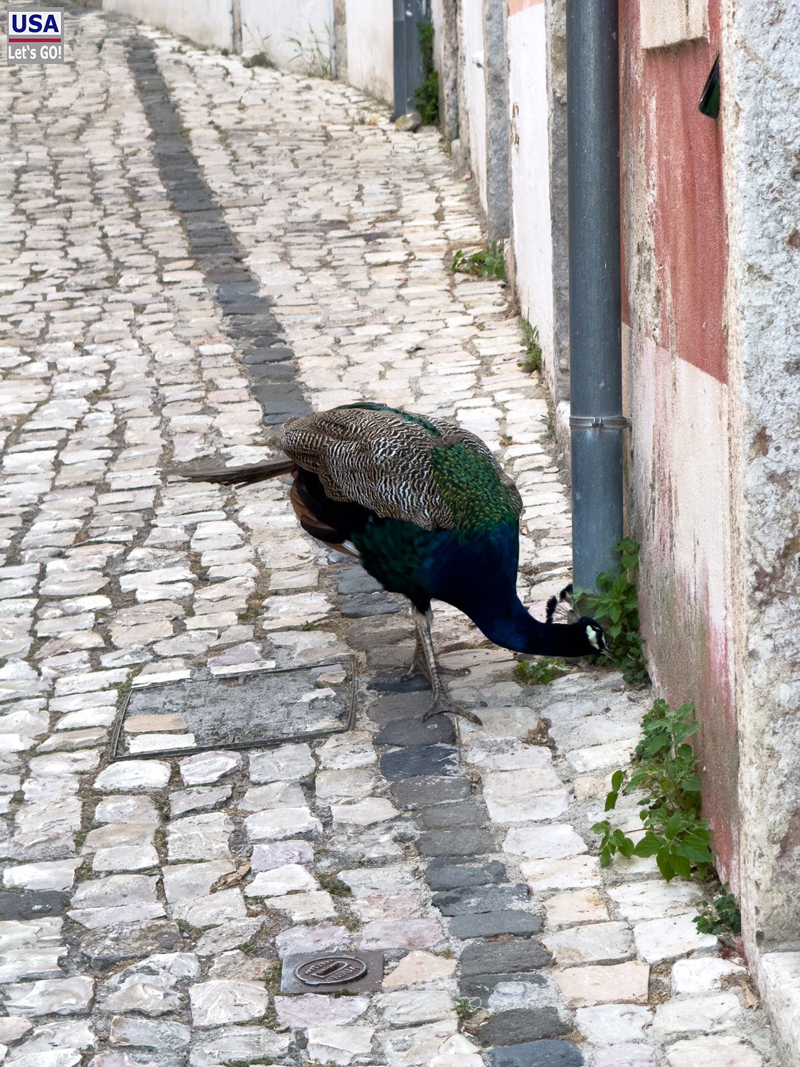 Pfau auf dem Kopfsteinpflaster einer Gasse unterhalb des Castelo