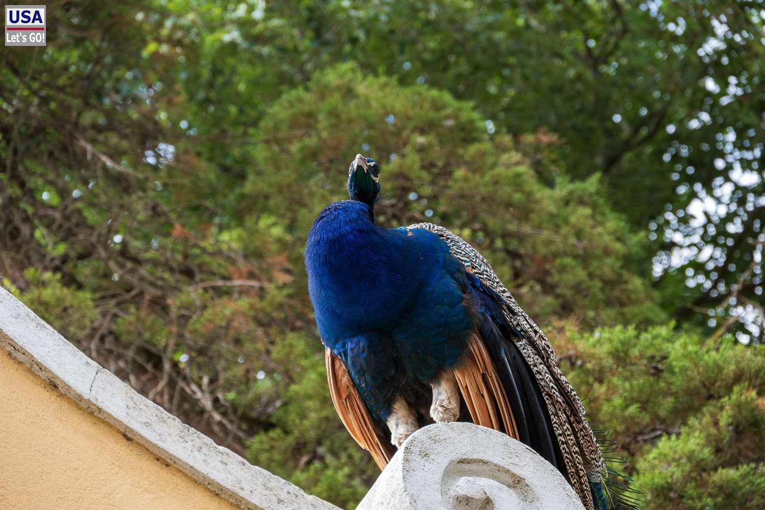 Pfau auf einer Mauer in der Nähe des Castelo de São Jorge