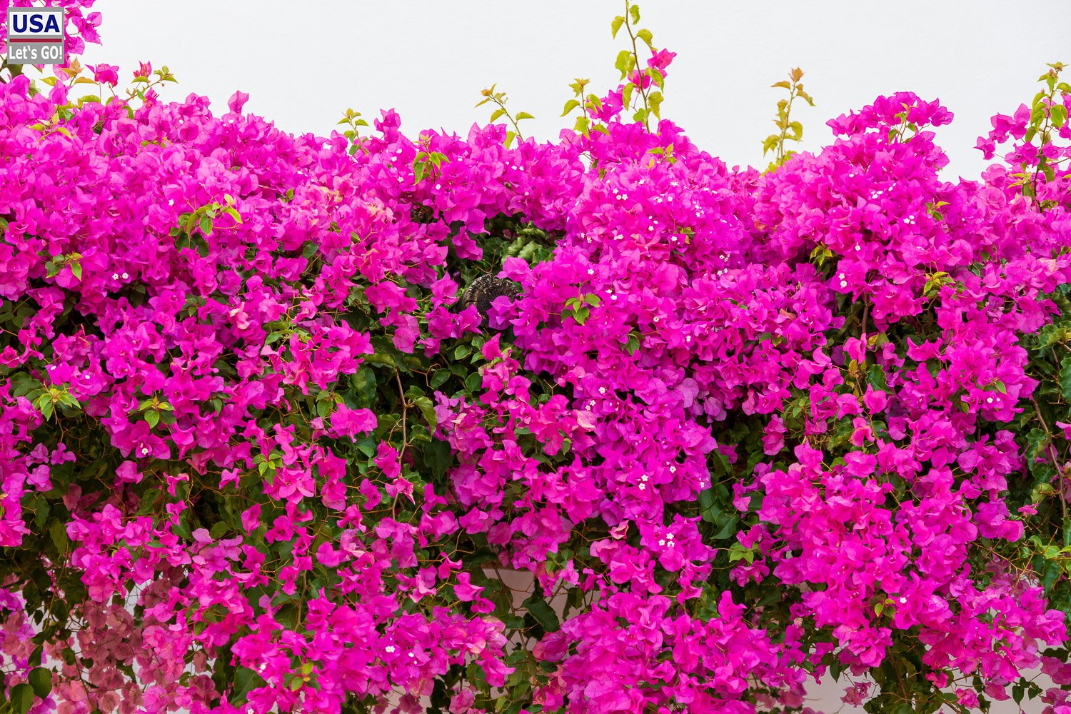Pinkfarbene Bougainvillea vor einer weißen Mauer