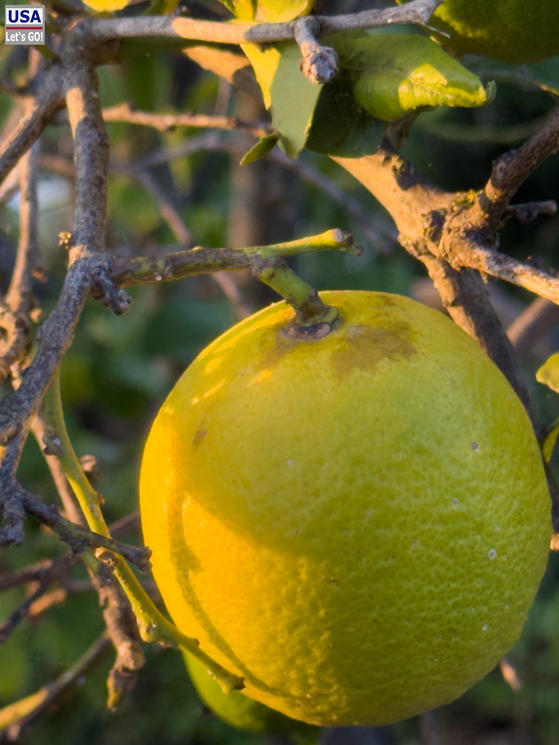 Zitrusfrucht an einem Baum im Garten