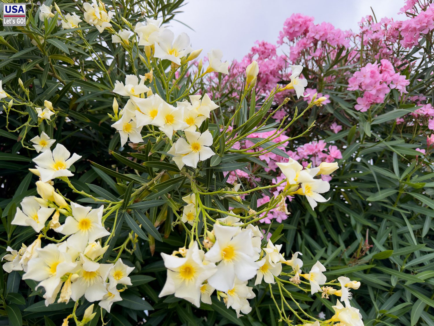 Weißer und rosa Oleander im Hotelgarten