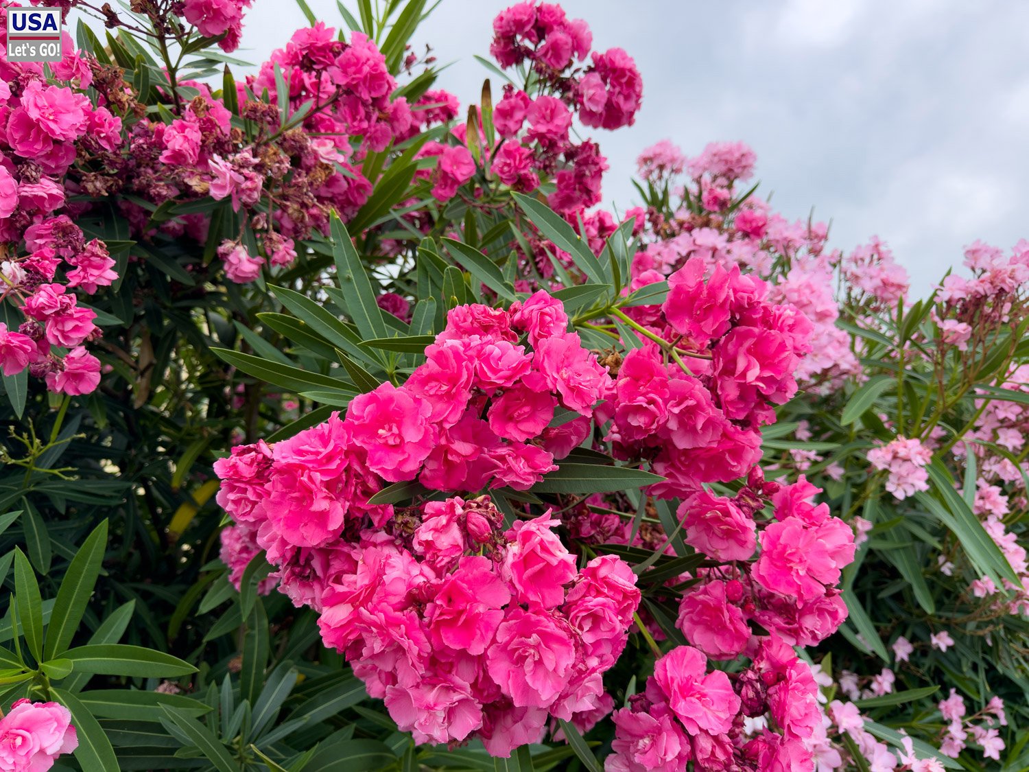 Pinkfarbener Oleander im Hotelgarten