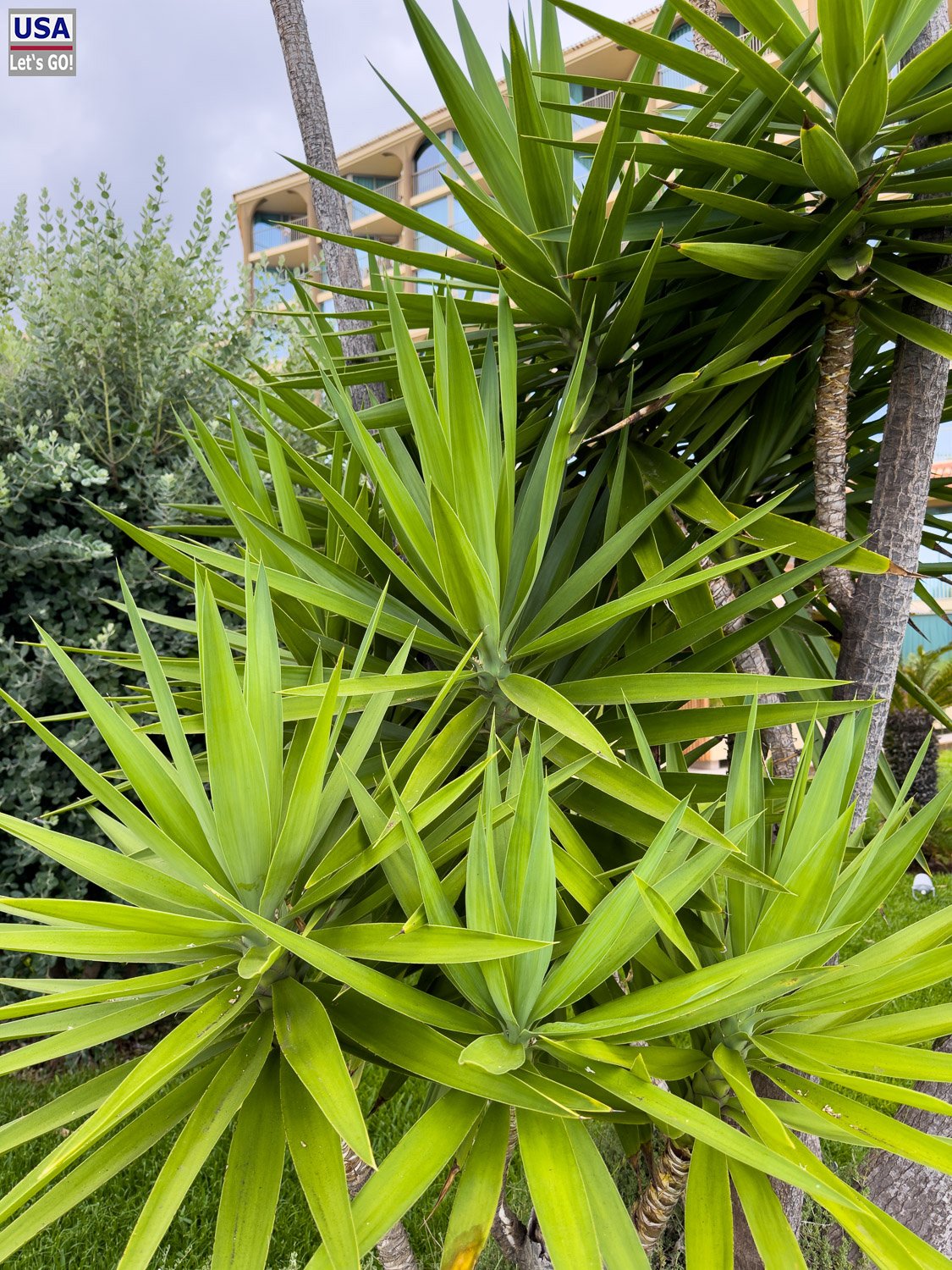 Palmlilien im Garten des Hotels