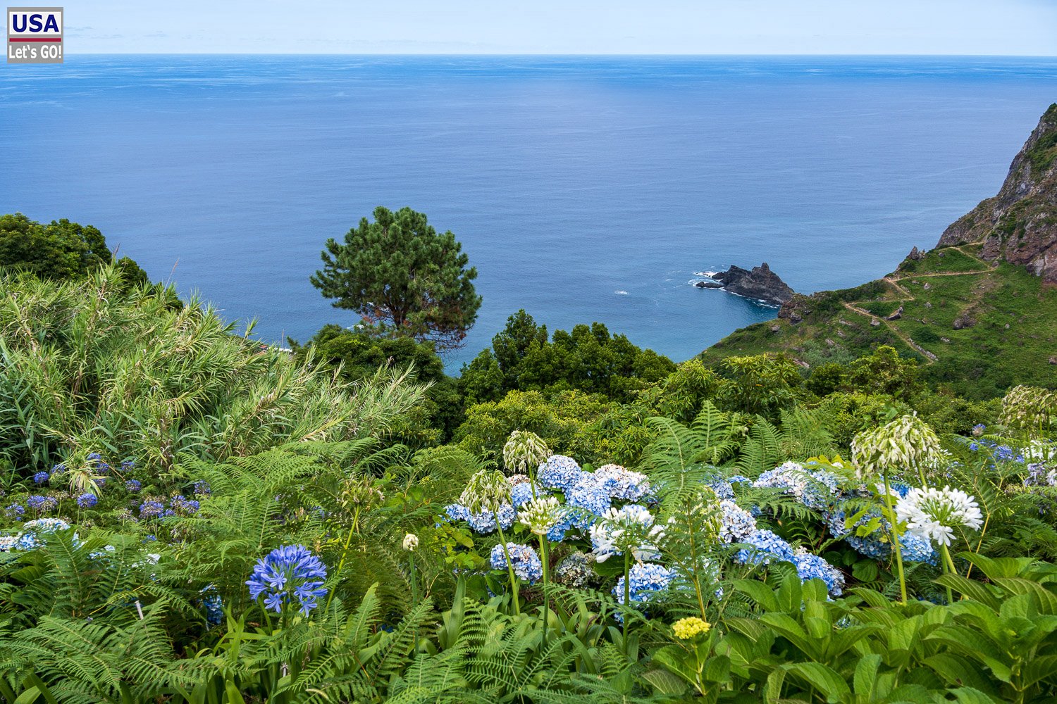 Hortensienbüsche über der Küste von Madeira