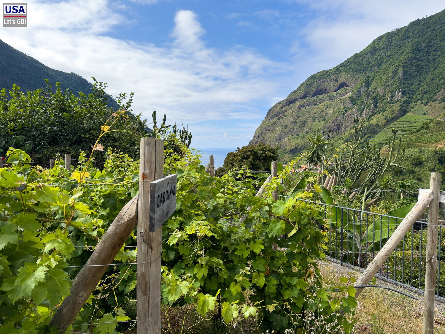 Weinreben der Quinta Vale Vitis