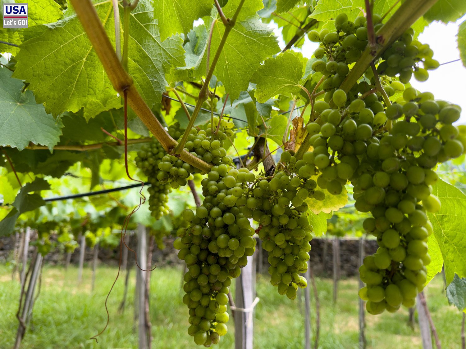 Reife Weintrauben an der Pergola