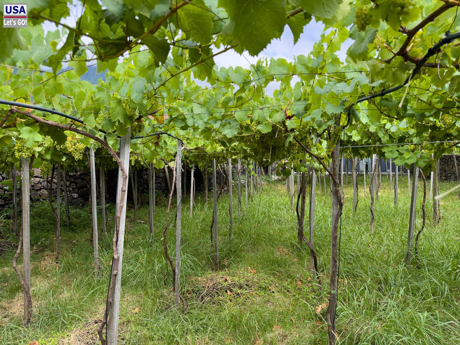 Weingarten der Quinta Vale Vitis