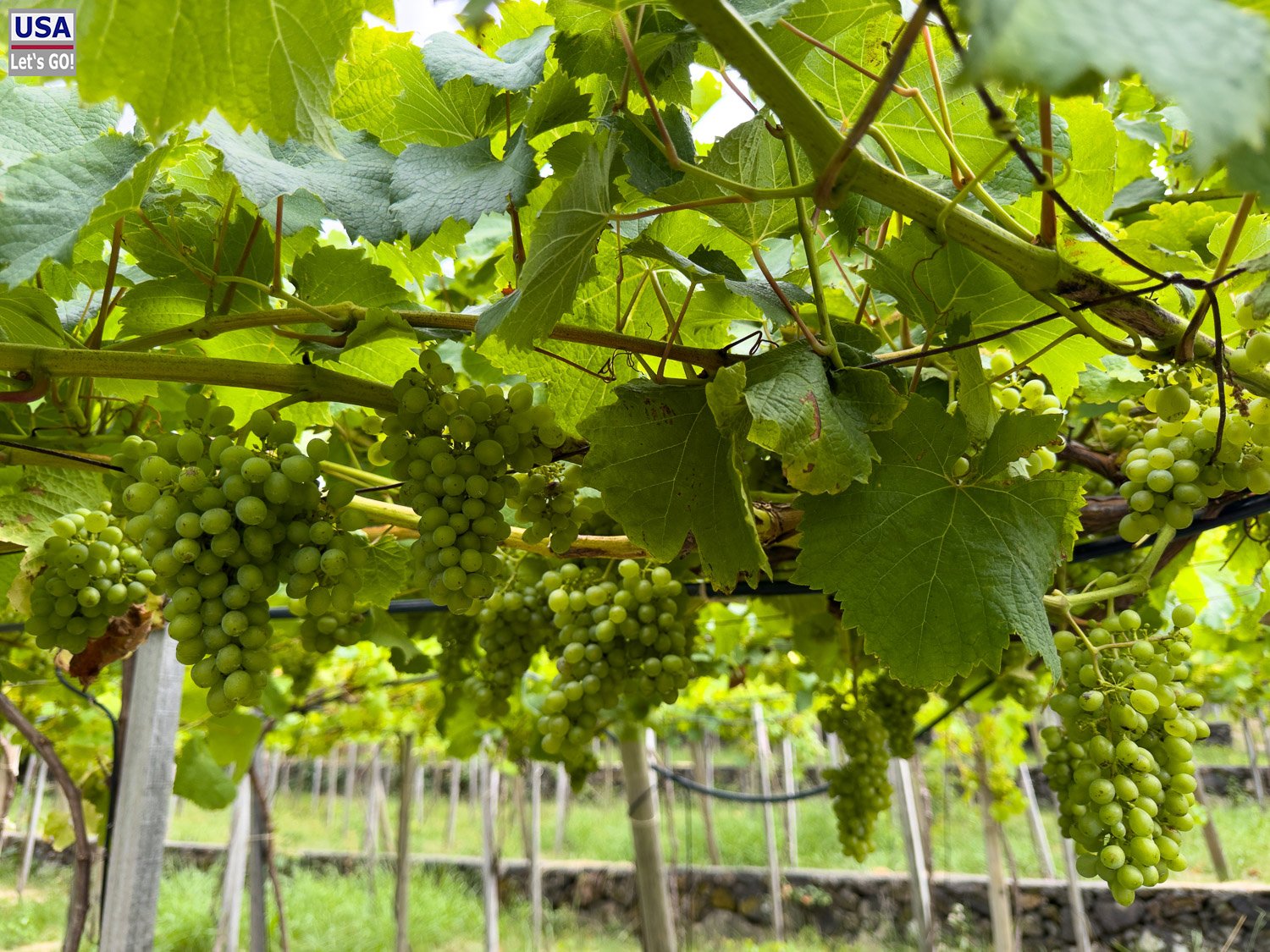 Trauben unter der Pergola
