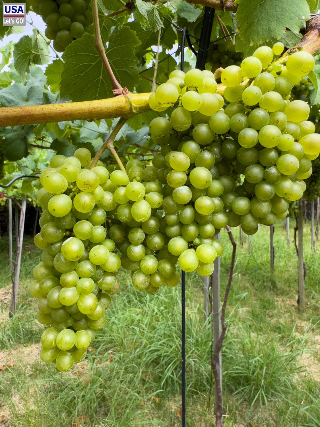 Grüne Weintraube der Quinta Vale Vitis
