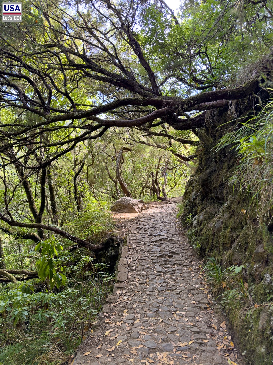 Waldweg unter knorrigen Bäumen bei Rabaçal