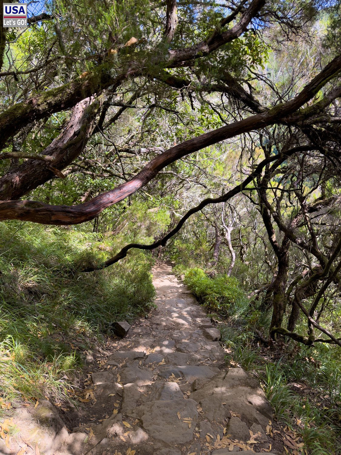 Steiniger Pfad durch Lorbeerwald