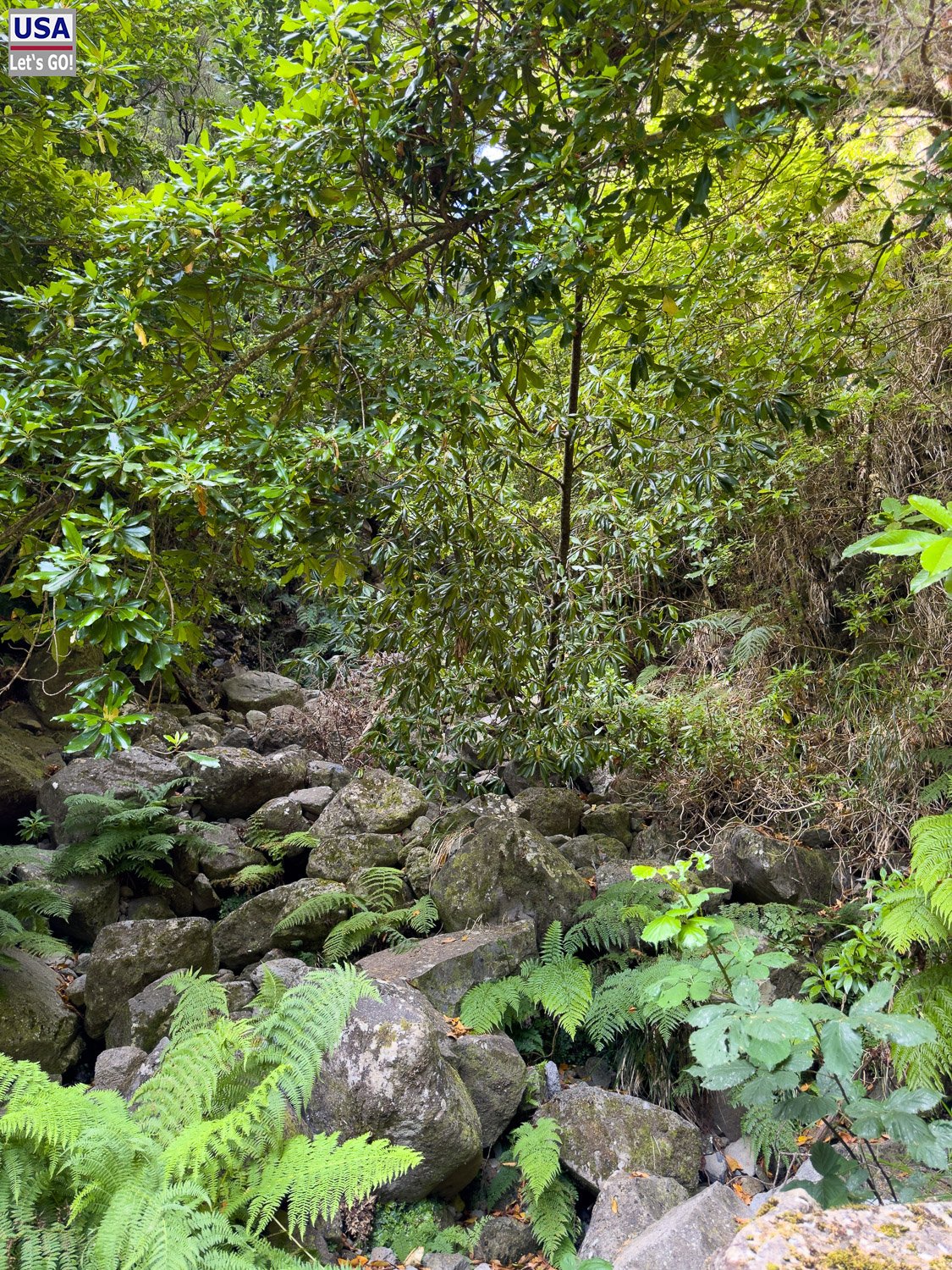 Üppiger Wald mit Farnen und Felsen