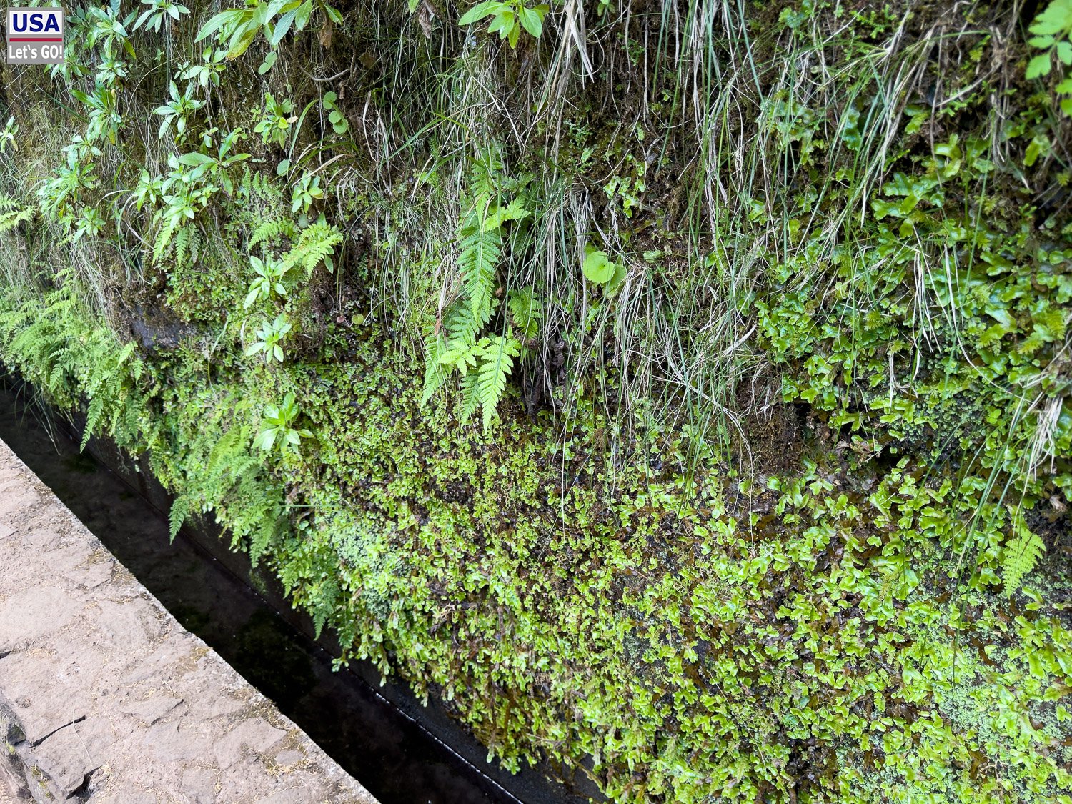 Bewachsene Wand an der Levada
