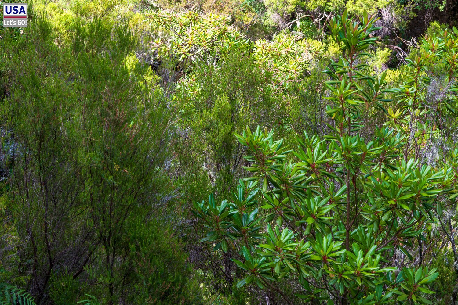 Dichte Vegetation an der Levada