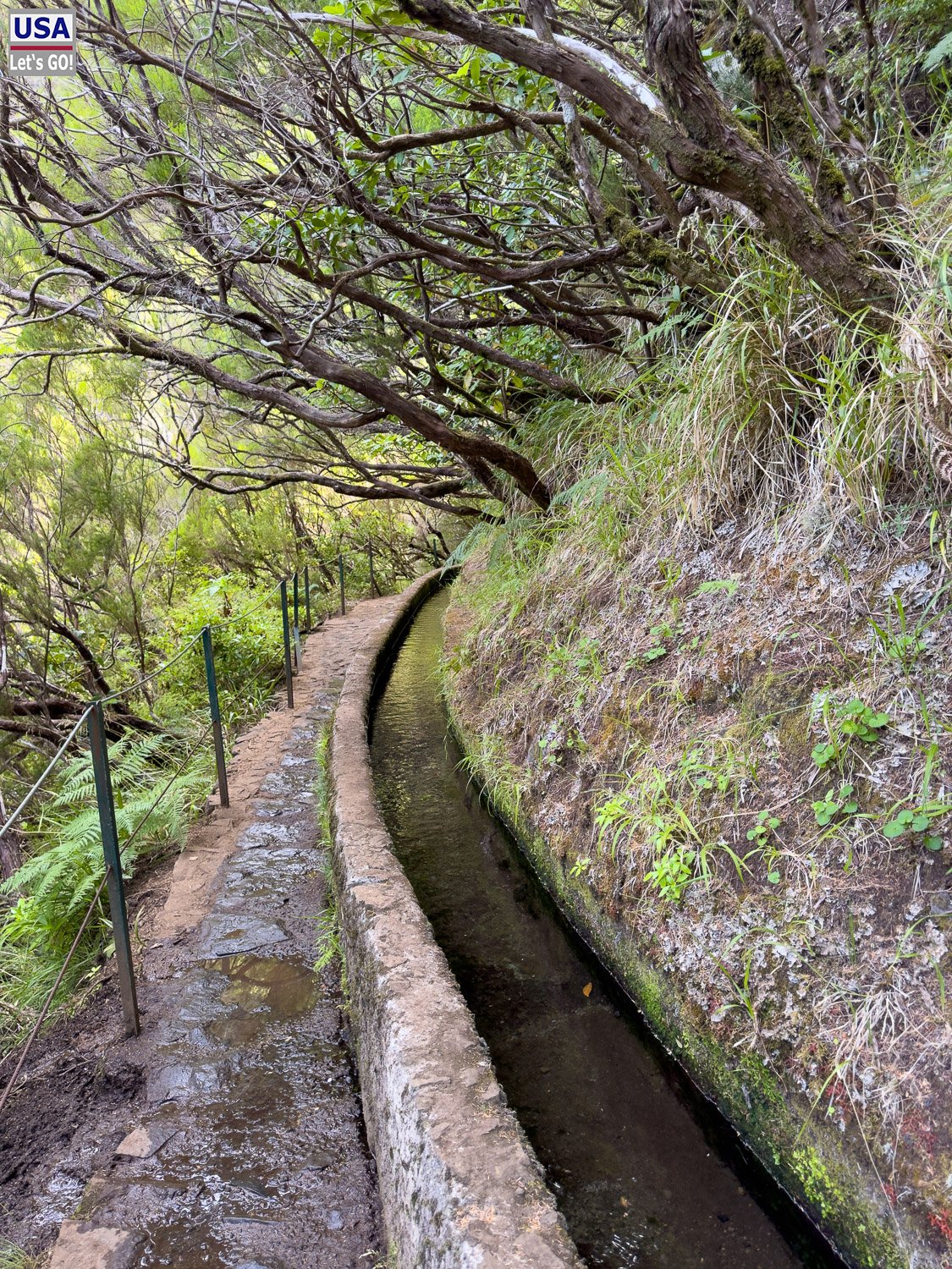 Levada mit Geländer unter knorrigen Ästen