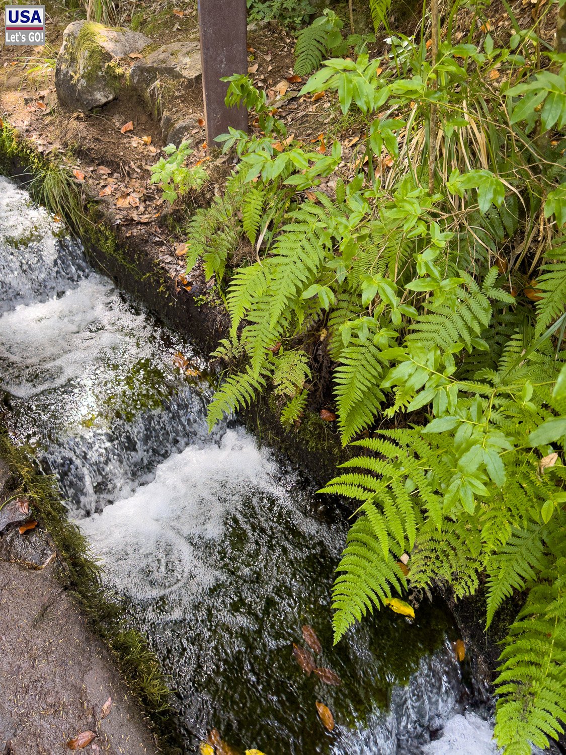 Wasser rauscht durch die Levada zwischen Farnen