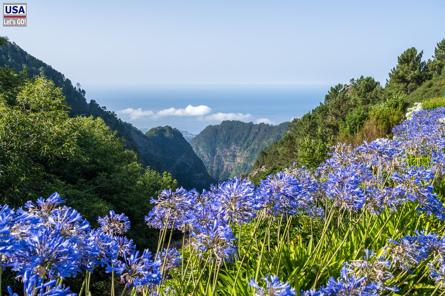 Blühende Schmucklilien am Aussichtspunkt Eira do Serrado