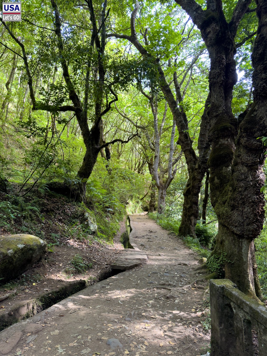 Waldweg der Vereda dos Balcões bei Ribeiro Frio