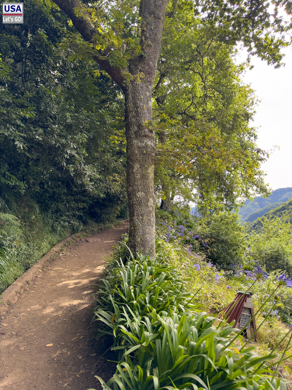 Weg mit Schmucklilien an der Levada bei Ribeiro Frio