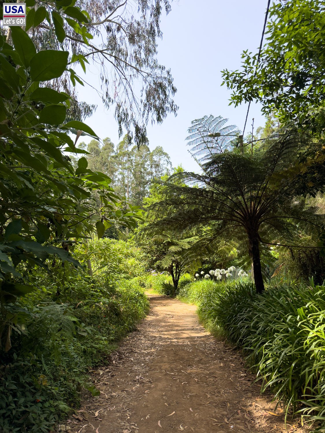 Breiter Waldweg zu Beginn der Levada do Rei