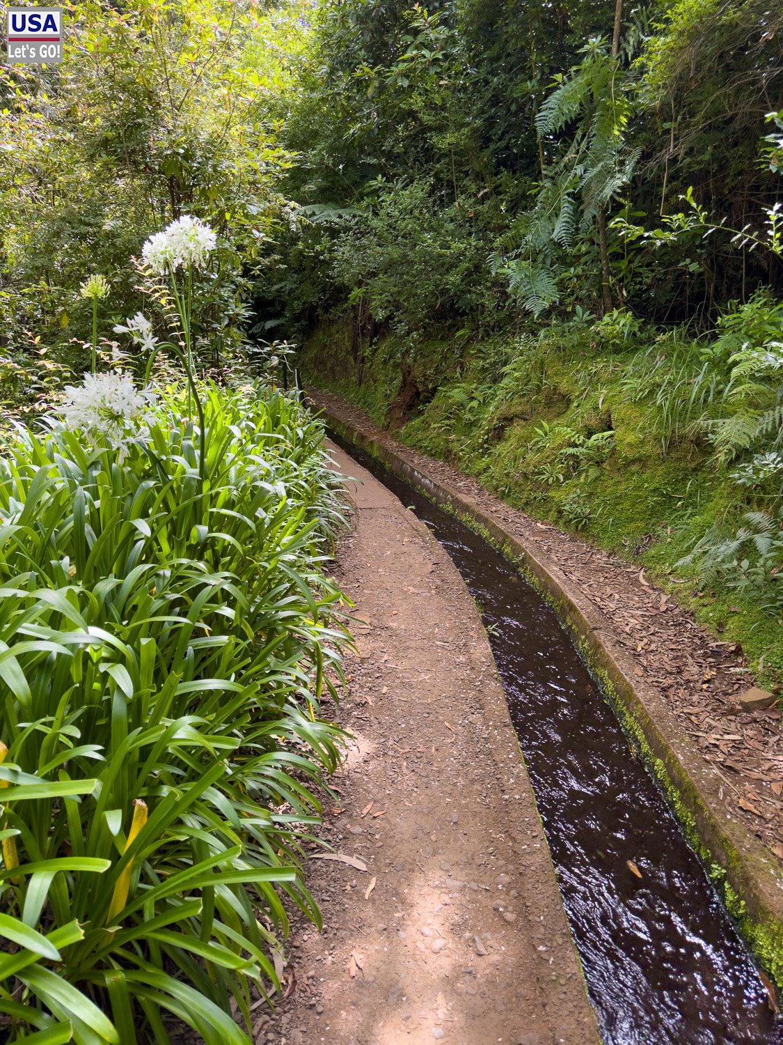 Levada do Rei zwischen Schmucklilien