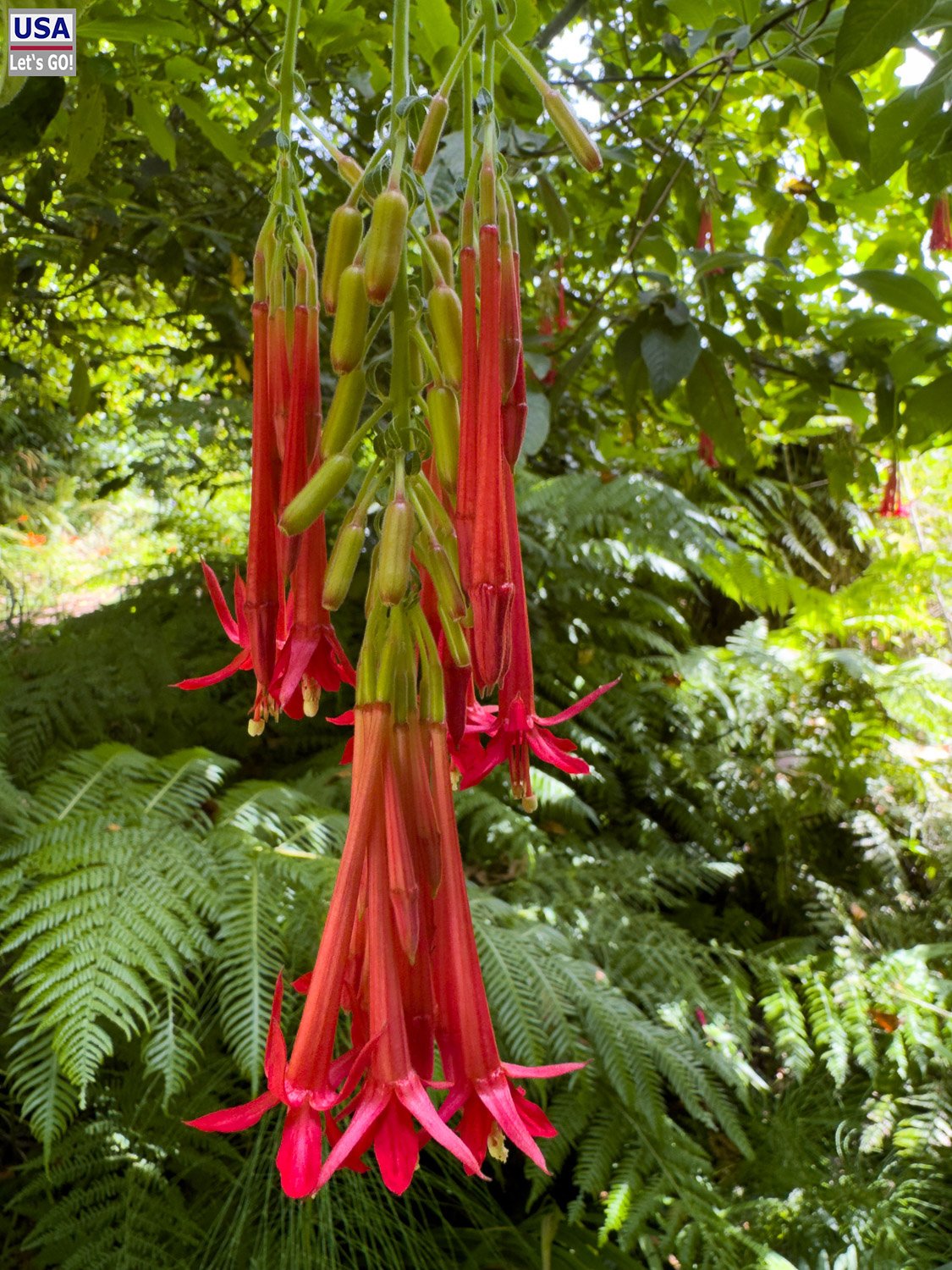 Rote Fuchsienblüten an der Levada do Rei