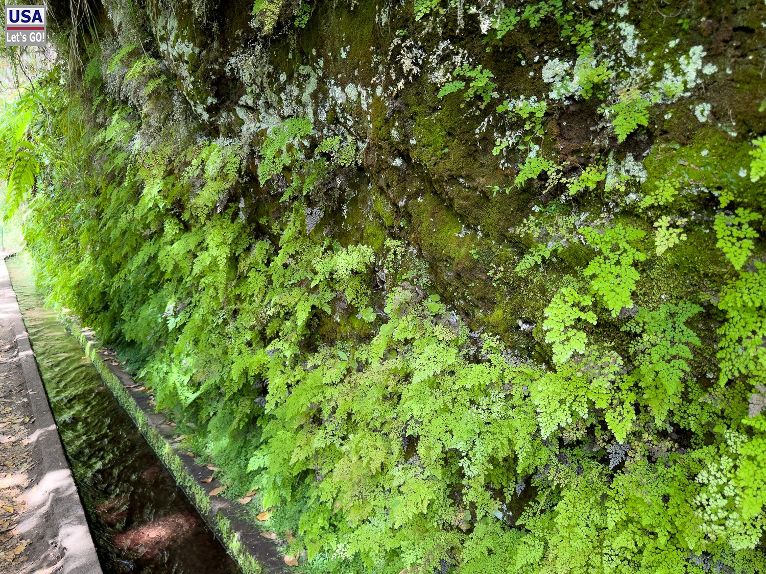 Farne an der Wand der Levada
