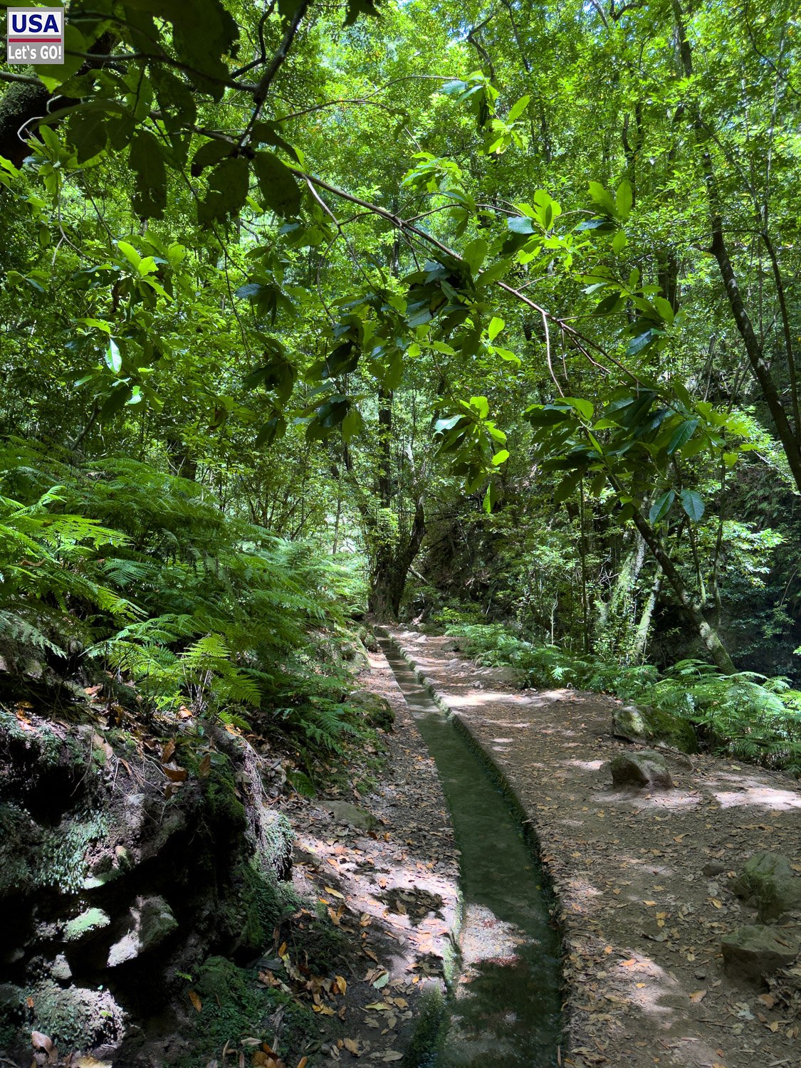 Pfad durch den Wald auf dem Rückweg