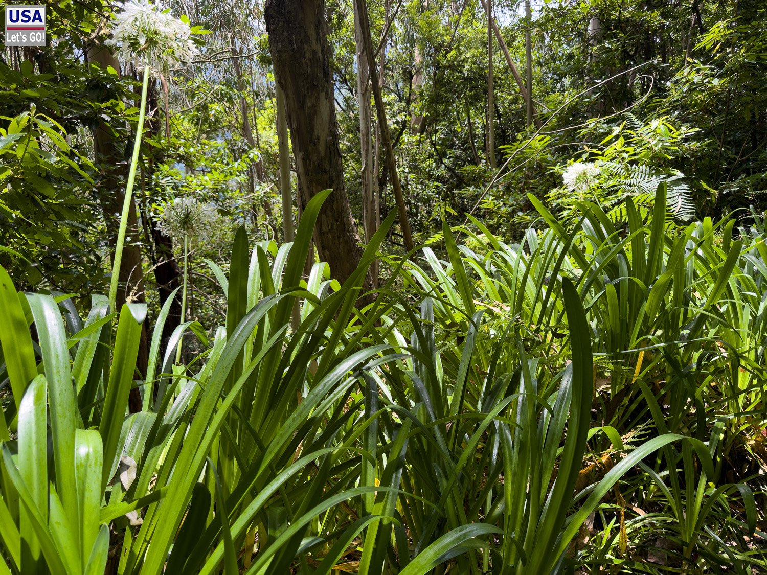Pflanzen am Ende der Levada do Rei