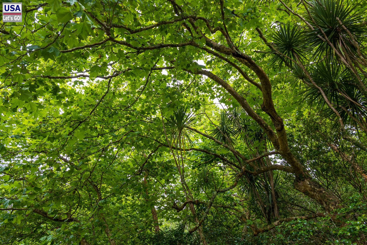 Subtropischer Wald am Lagoa das Furnas