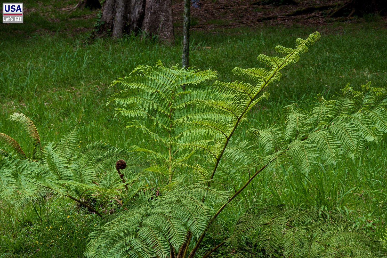 Farn im Unterholz am Lagoa das Furnas