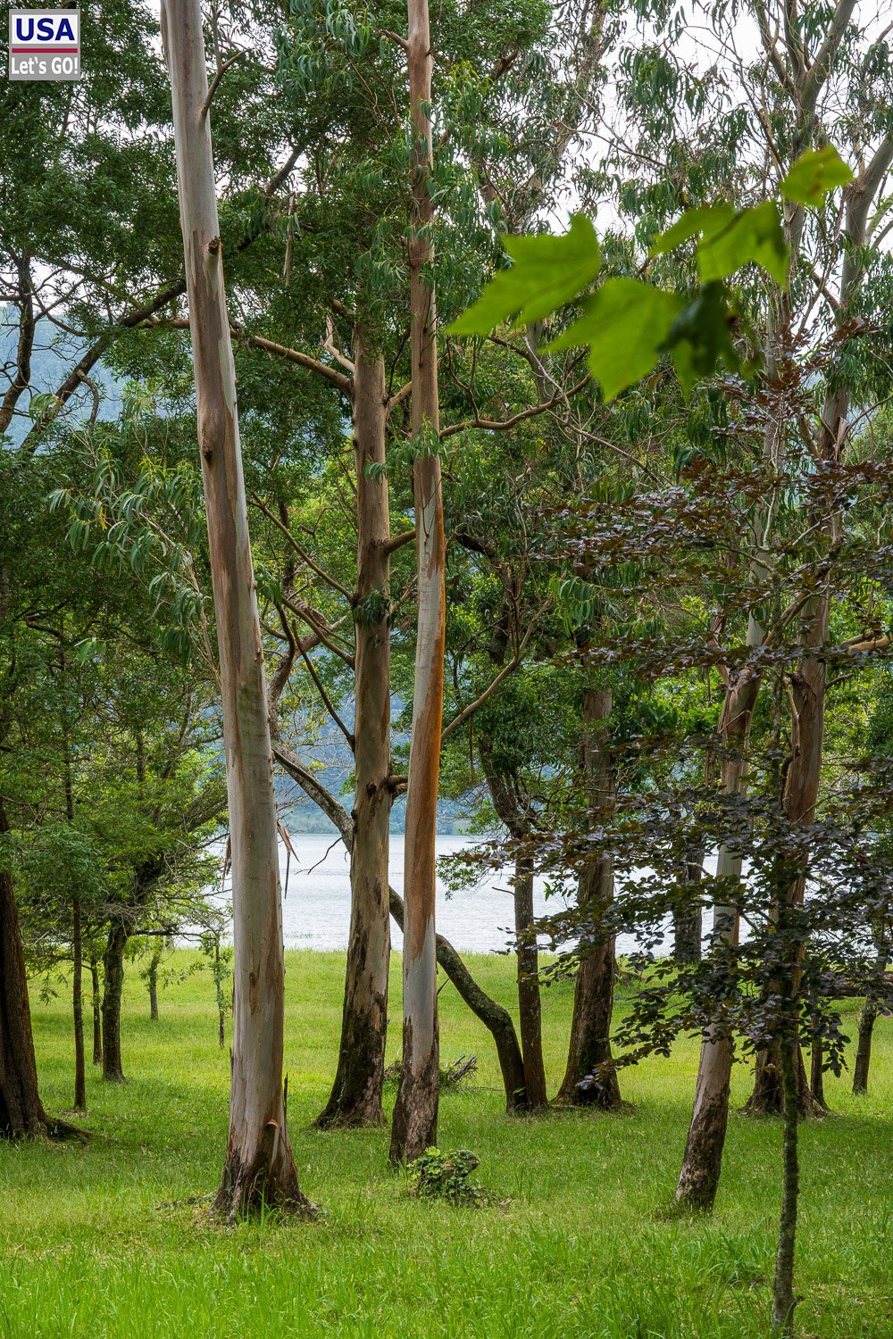 Hohe Bäume am Ufer des Lagoa das Furnas