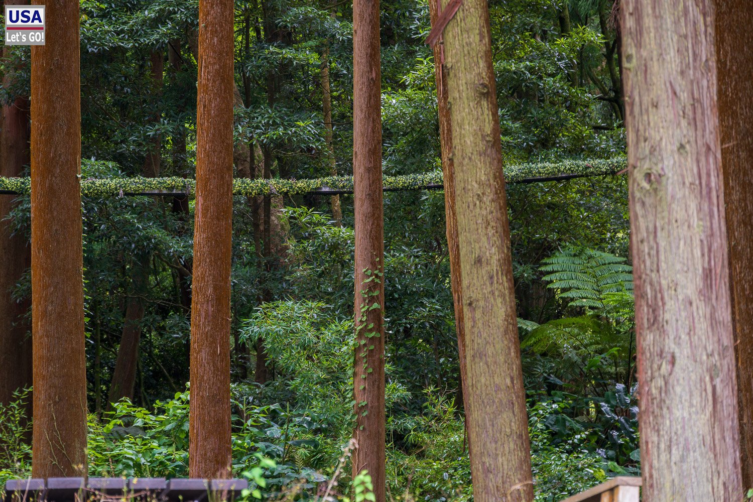 Hohe Baumstämme im Wald bei Furnas