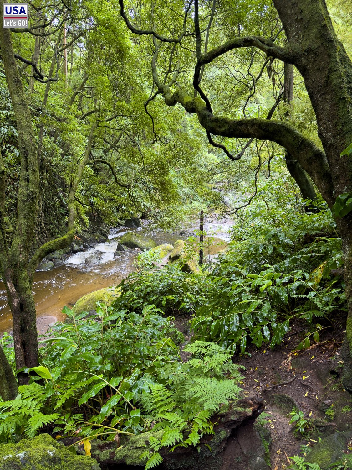 Bach und üppiger Wald am PRC 09