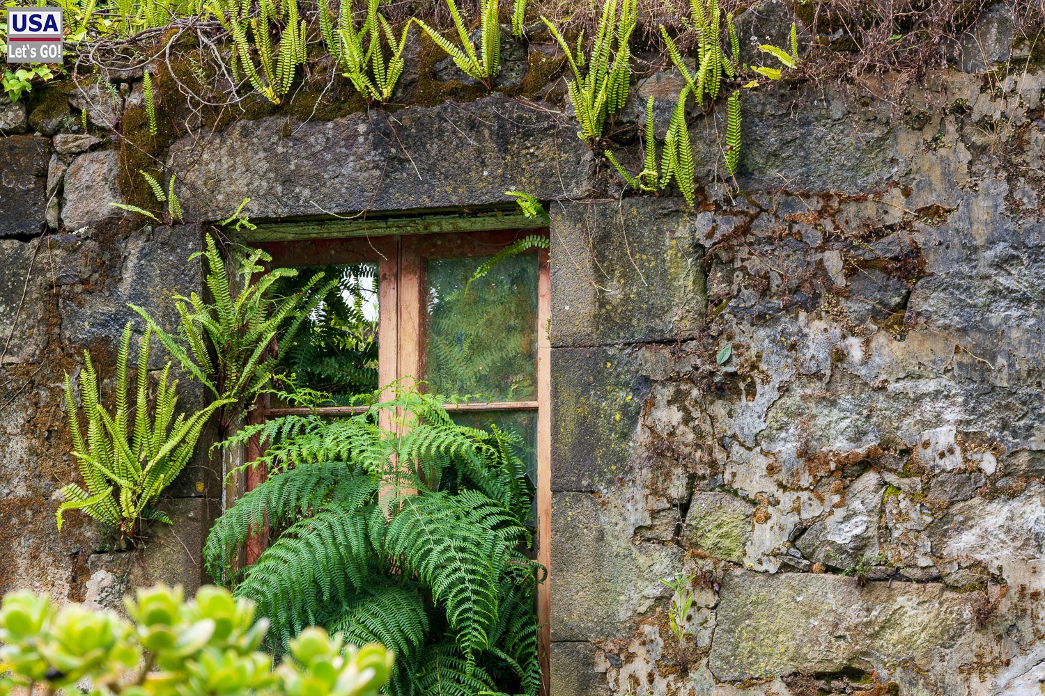 Fenster einer überwucherten Hausruine in Faial da Terra
