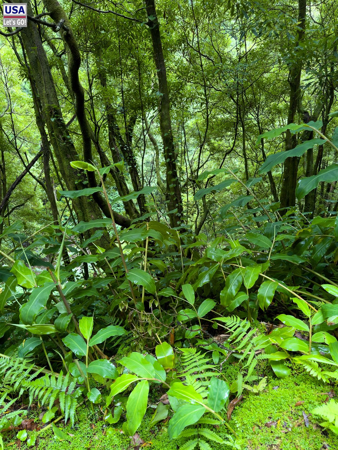 Dichter Wald mit Farnen am Trail
