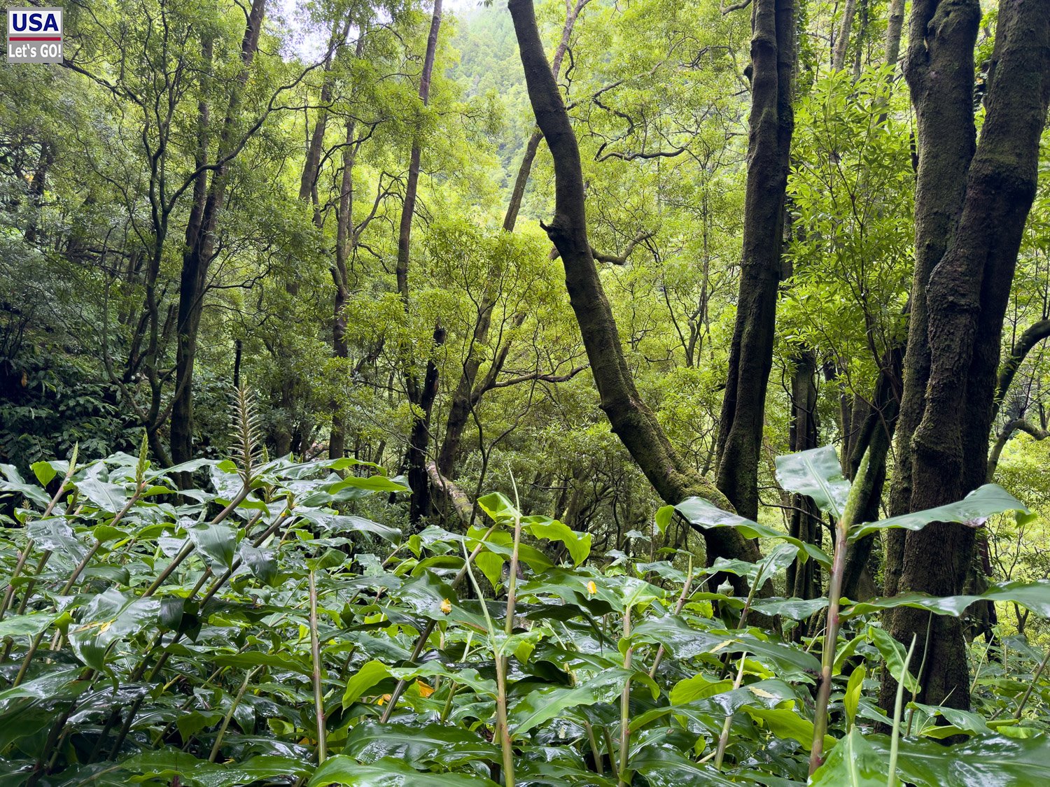 Bäume und Unterholz am Wanderweg
