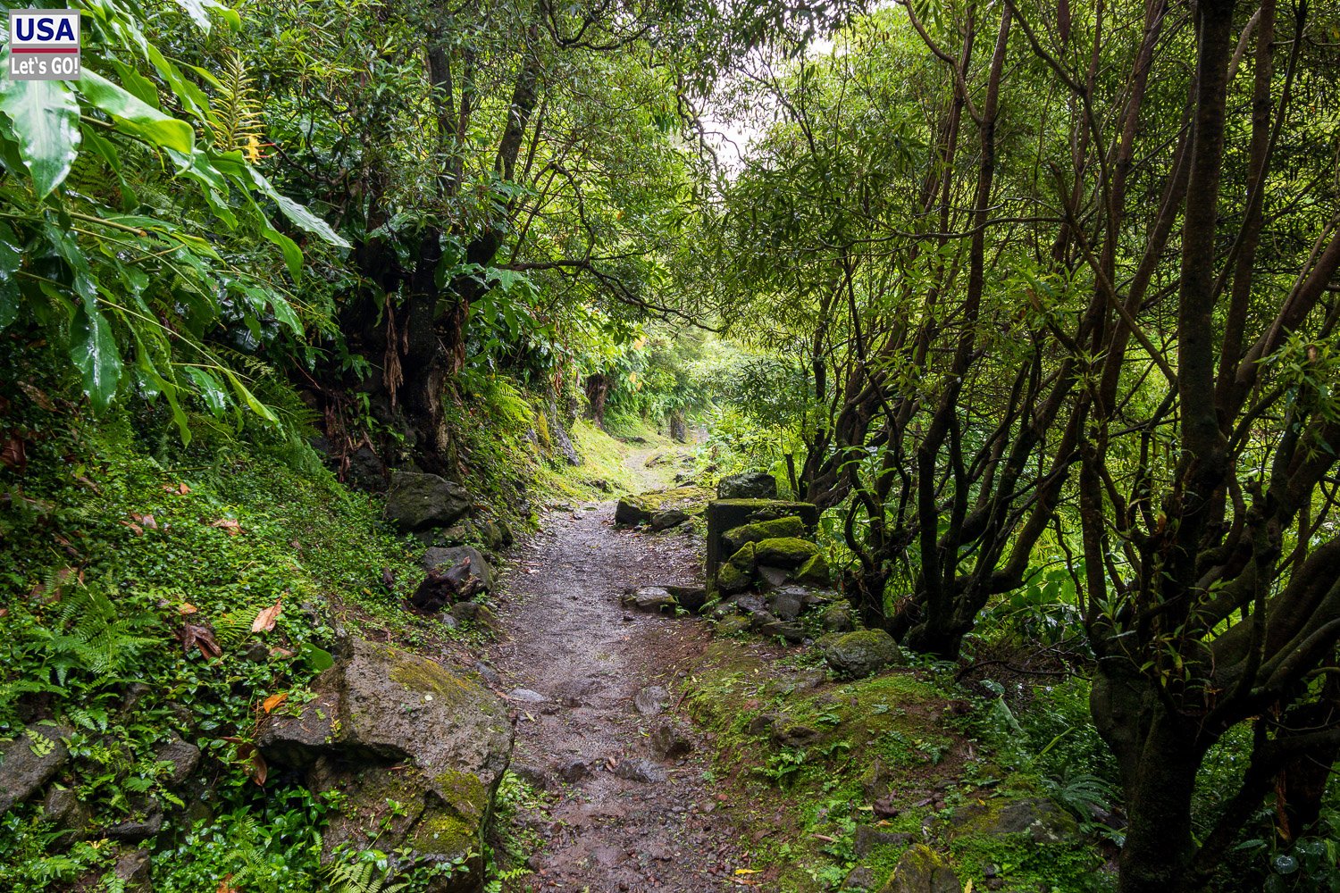 Pfad durch den Wald bei Faial da Terra